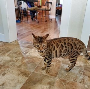 Meet your Posher, Chivas